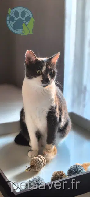 chatte lost    Montpellier Mia