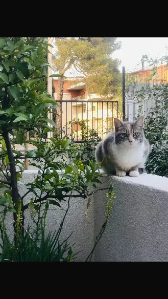 Chatte Perdue 34 Hérault Montpellier - Mia Chatte Perdue 34 Hérault Montpellier - Mia