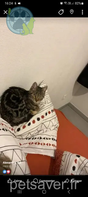 chatte perdue Montpellier Mila chatte lost Montpellier Mila