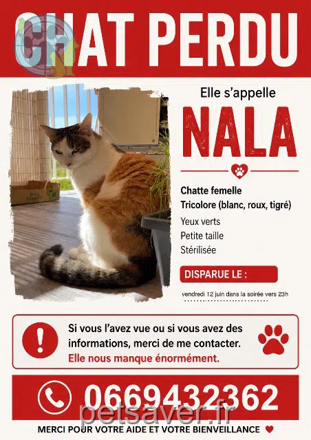 chatte lost    Montpellier Nala