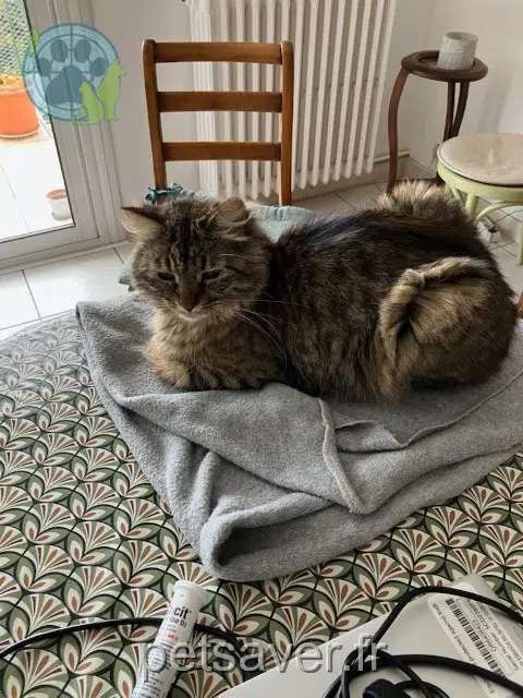 chatte lost    Montpellier Nami