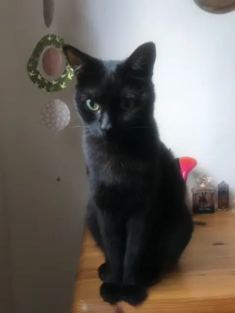 chatte lost    Montpellier Nova