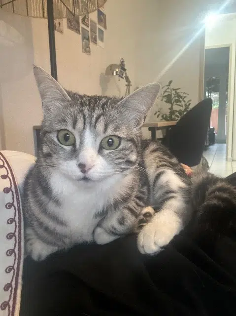 chatte lost    Montpellier Olympe