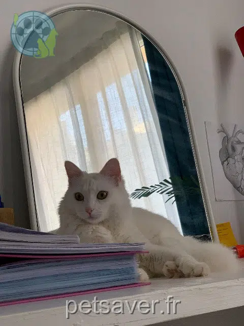 chatte lost    Montpellier Perle