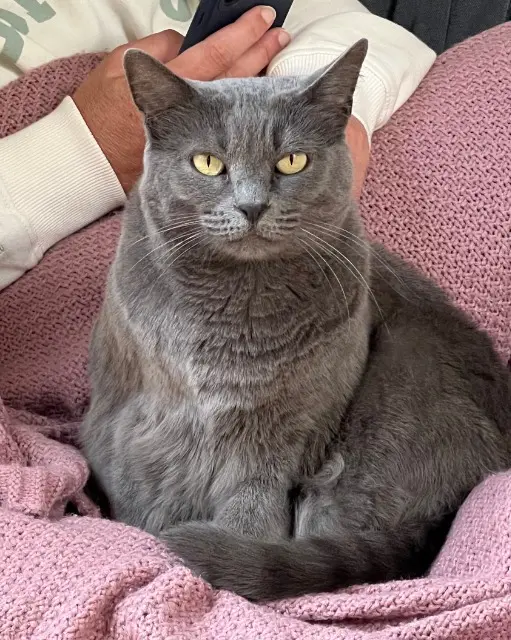 chatte lost    Montpellier Poppy