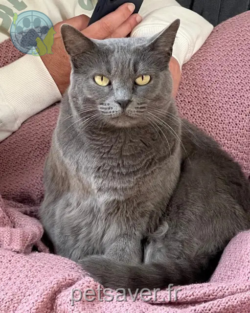 chatte perdue Montpellier Poppy chatte lost Montpellier Poppy