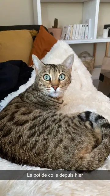 chatte lost    Montpellier Robine