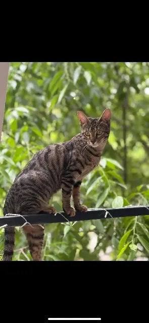 chatte lost    Montpellier Romy