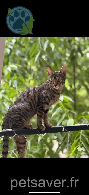Katze vermisst Montpellier Romy Katze lost Montpellier Romy