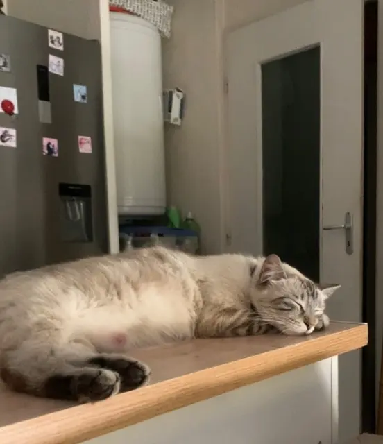 chatte lost    Montpellier Saya