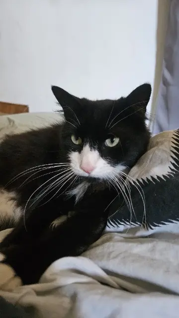 chatte lost    Montpellier Seïko