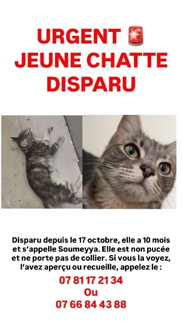 chatte lost    Montpellier Soumeya