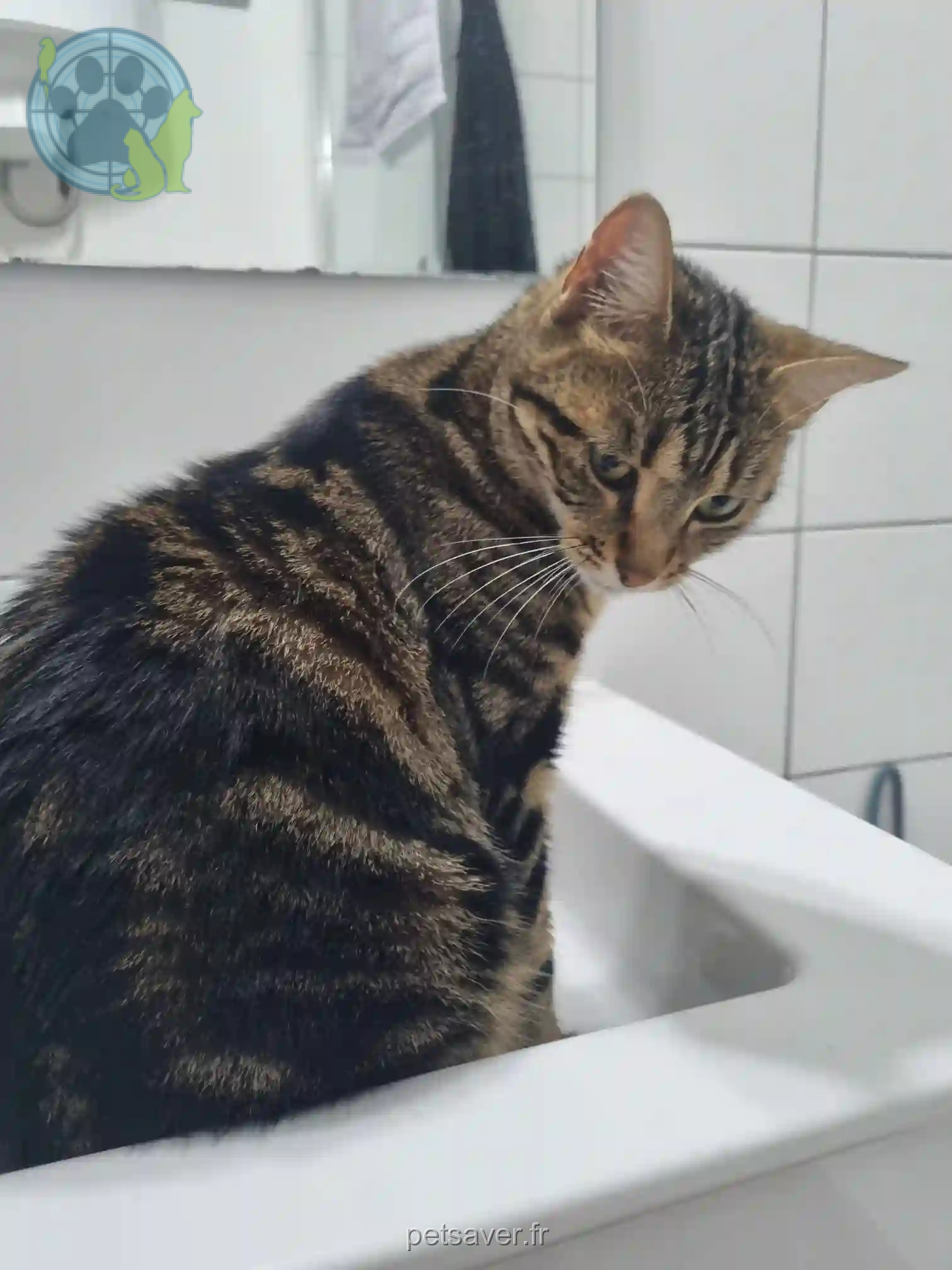 Chatte Perdue 34 Hérault Montpellier - Tacos Chatte Perdue 34 Hérault Montpellier - Tacos