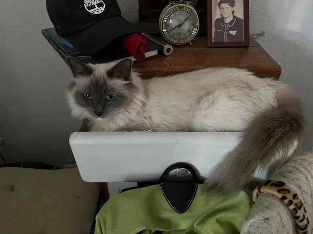 chatte lost    Montpellier Tao