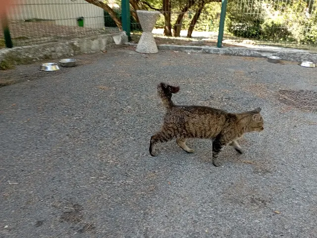 chatte lost    Montpellier Tigrette