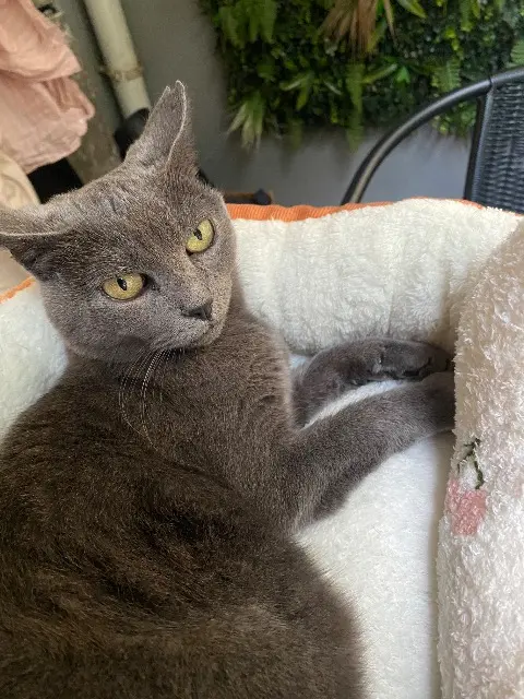 chatte lost    Montpellier Tokyo