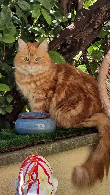 chatte lost    Montpellier Tycha