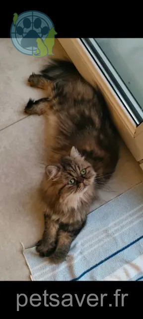 chatte perdue Montpellier Ulla chatte lost Montpellier Ulla