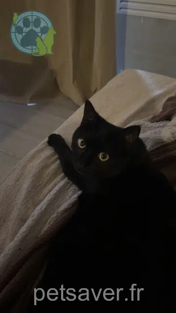Katze lost    Montpellier Volt