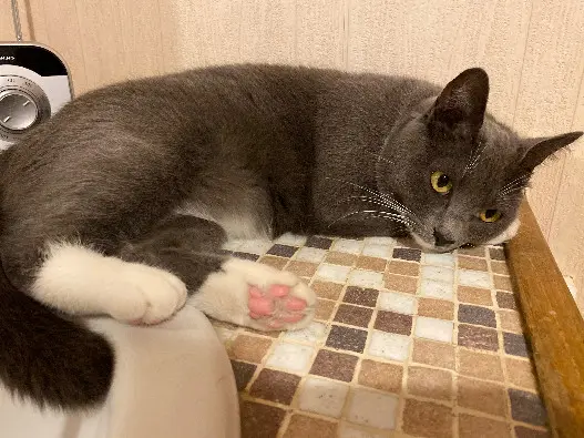 Chatte Perdue 34 Hérault Montpellier Chatte Perdue 34 Hérault Montpellier