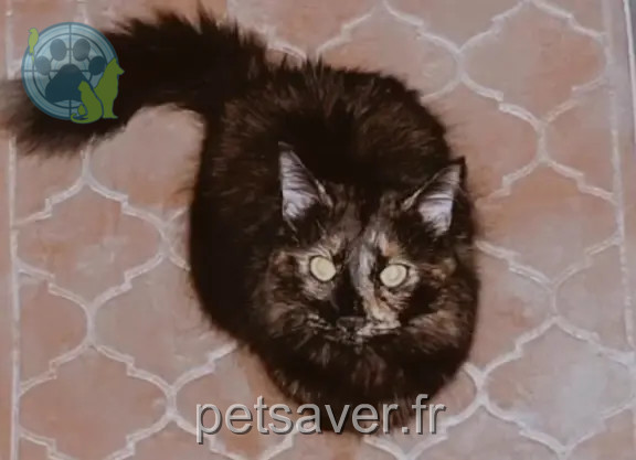 Chatte Perdue 34 Hérault Montpellier - Zelia Chatte Perdue 34 Hérault Montpellier - Zelia
