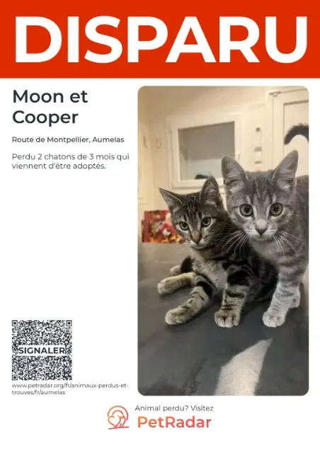 chatte lost   34230 Aumelas Moon