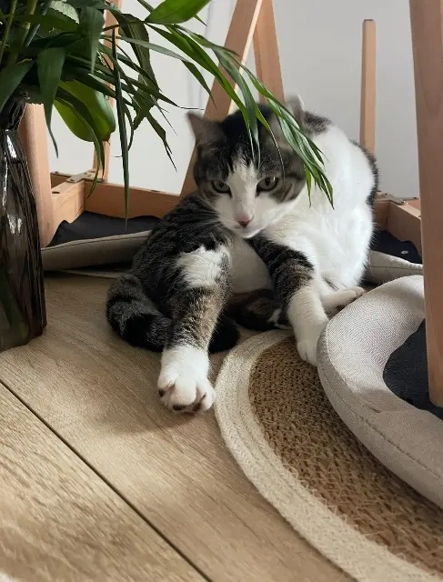 chatte lost   34490 Lignan-sur-Orb Nala
