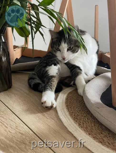 Katze vermisst 34490 Lignan-sur-Orb Nala Katze lost 34490 Lignan-sur-Orb Nala