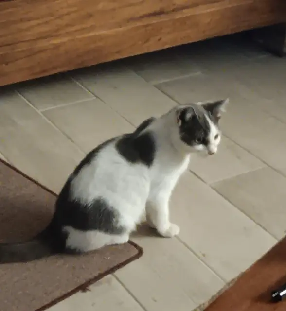 chatte lost   34530 Montagnac NALA