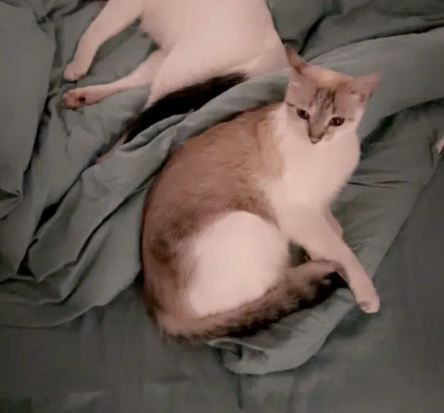 chatte lost   34300 Agde Nala