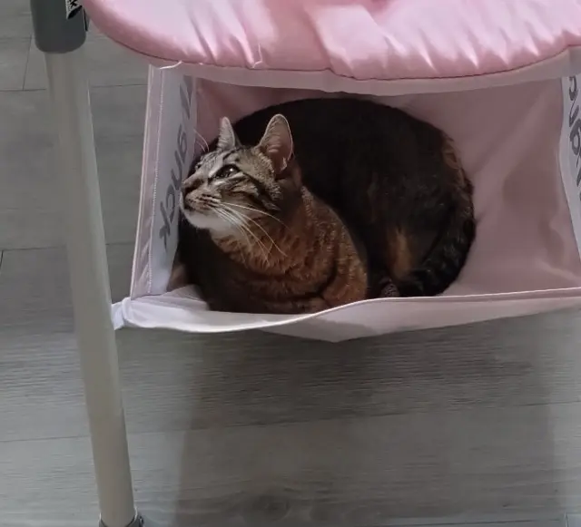 chatte lost   34700 Lodève Nala