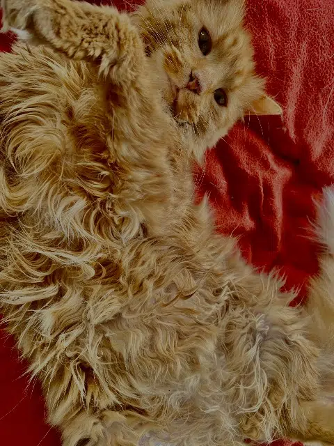 chatte lost   34300 Agde Nala