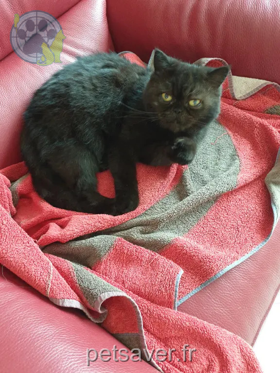 Chatte Perdue 34 Hérault - Nana Chatte Perdue 34 Hérault - Nana