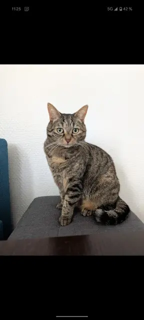 chatte perdue 34920 Le Crès Naty chatte lost 34920 Le Crès Naty