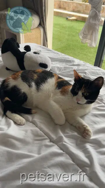 chatte lost   34810 Pomérols Naya