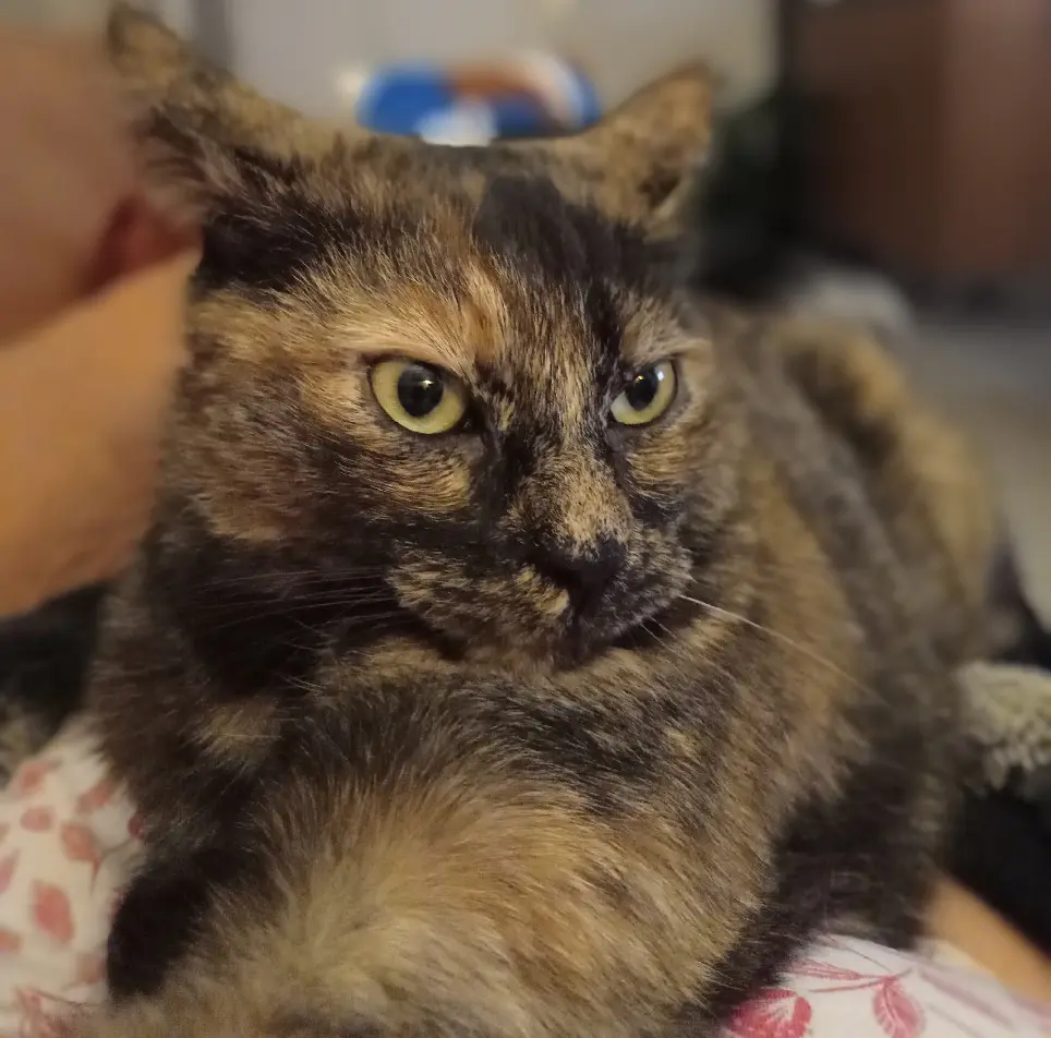 Chatte Perdue 34 Hérault - Naya Chatte Perdue 34 Hérault - Naya