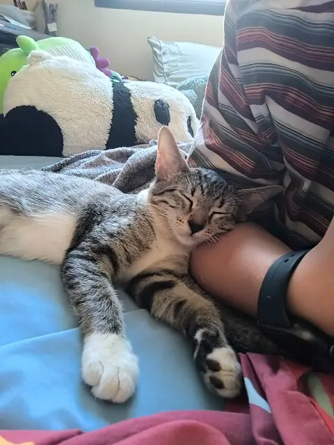 chatte lost   34200 Sète Nikita