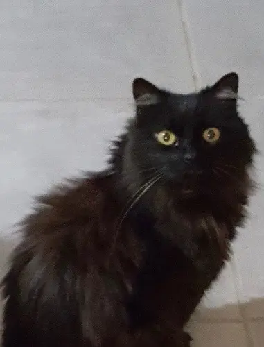 Katze vermisst 34160 Saint-Jean-de-Cornies Nina Katze lost 34160 Saint-Jean-de-Cornies Nina