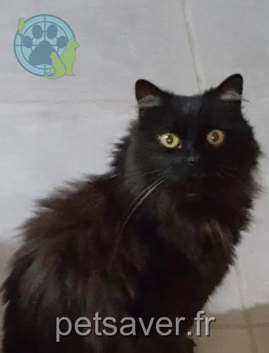 chatte perdue 34160 Saint-Jean-de-Cornies Nina chatte lost 34160 Saint-Jean-de-Cornies Nina