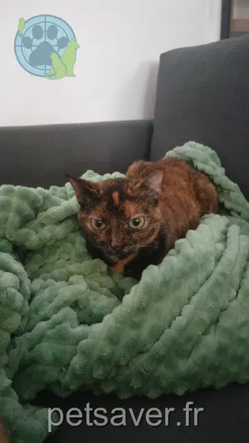 chatte lost   34810 Pomérols Nini