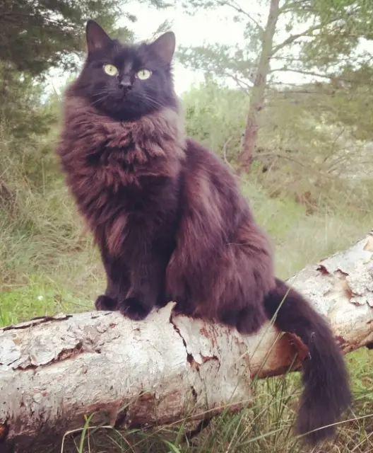 chatte lost   34800 Clermont-l'Hérault Nomade