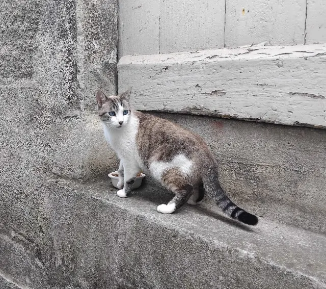 chatte perdue 34500 Béziers Nouchka chatte lost 34500 Béziers Nouchka