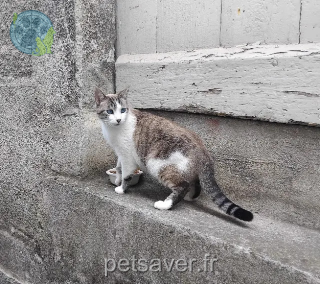 chatte perdue 34500 Béziers Nouchka chatte lost 34500 Béziers Nouchka