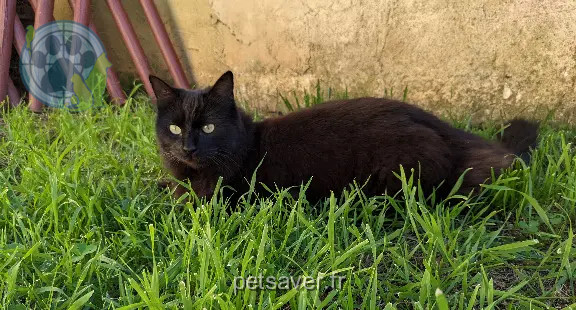 Chatte Perdue 34 Hérault - Nyx Chatte Perdue 34 Hérault - Nyx