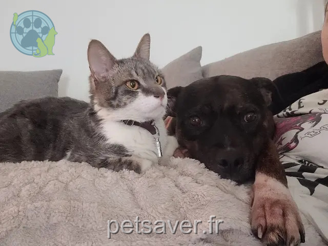 gata perdida 34720 Caux Odile gata lost 34720 Caux Odile