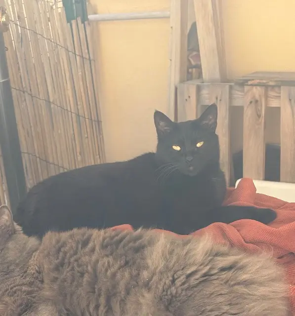 chatte lost   34200 Sète Olive