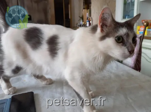 Chatte Perdue 34 Hérault - Oreo Chatte Perdue 34 Hérault - Oreo
