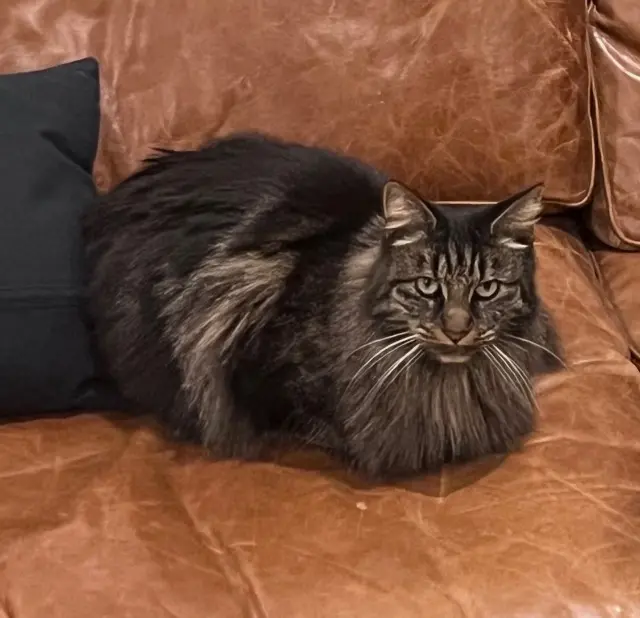 chatte lost   34130 Mauguio Patate