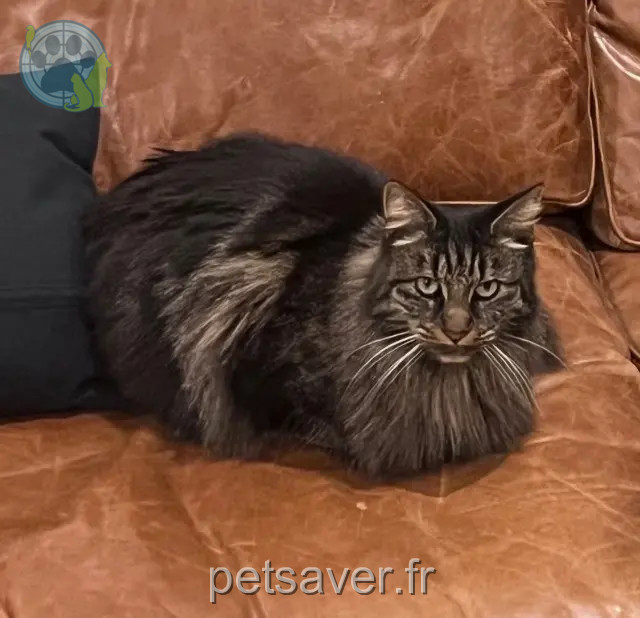 chatte perdue 34130 Mauguio Patate chatte lost 34130 Mauguio Patate