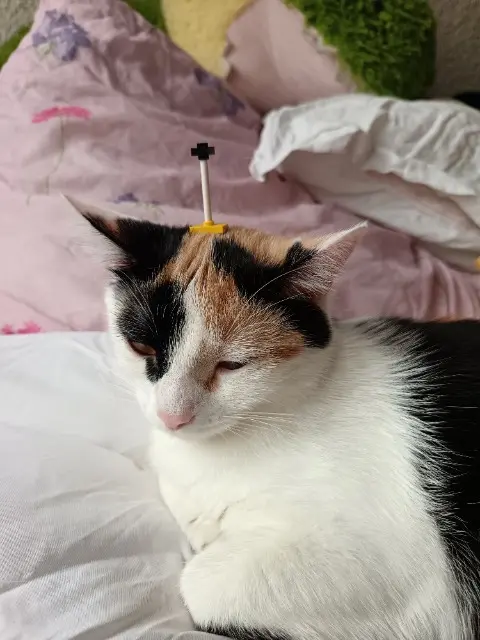 chatte lost   34200 Sète Patchouli
